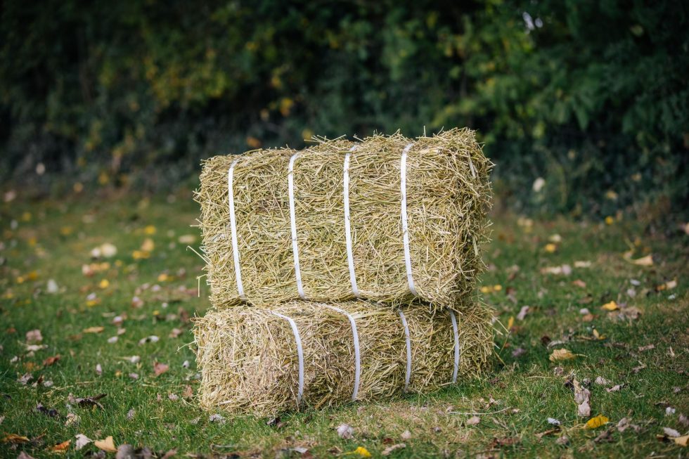 Feeding Lucerne Hay Baled