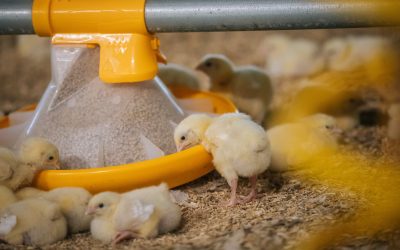 The Importance of Biosecurity in Poultry